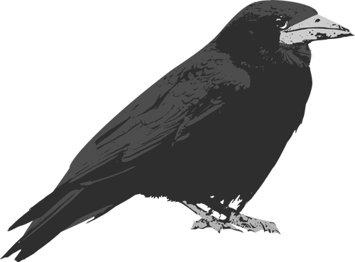 Raven Bird Vector Clip Art - Raven Public Domain, Transparent background PNG HD thumbnail