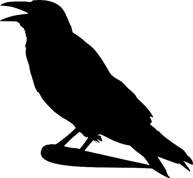 Raven, Crow, Silhouette, Cartoon, Bird, Stand   Public Domain - Raven Public Domain, Transparent background PNG HD thumbnail