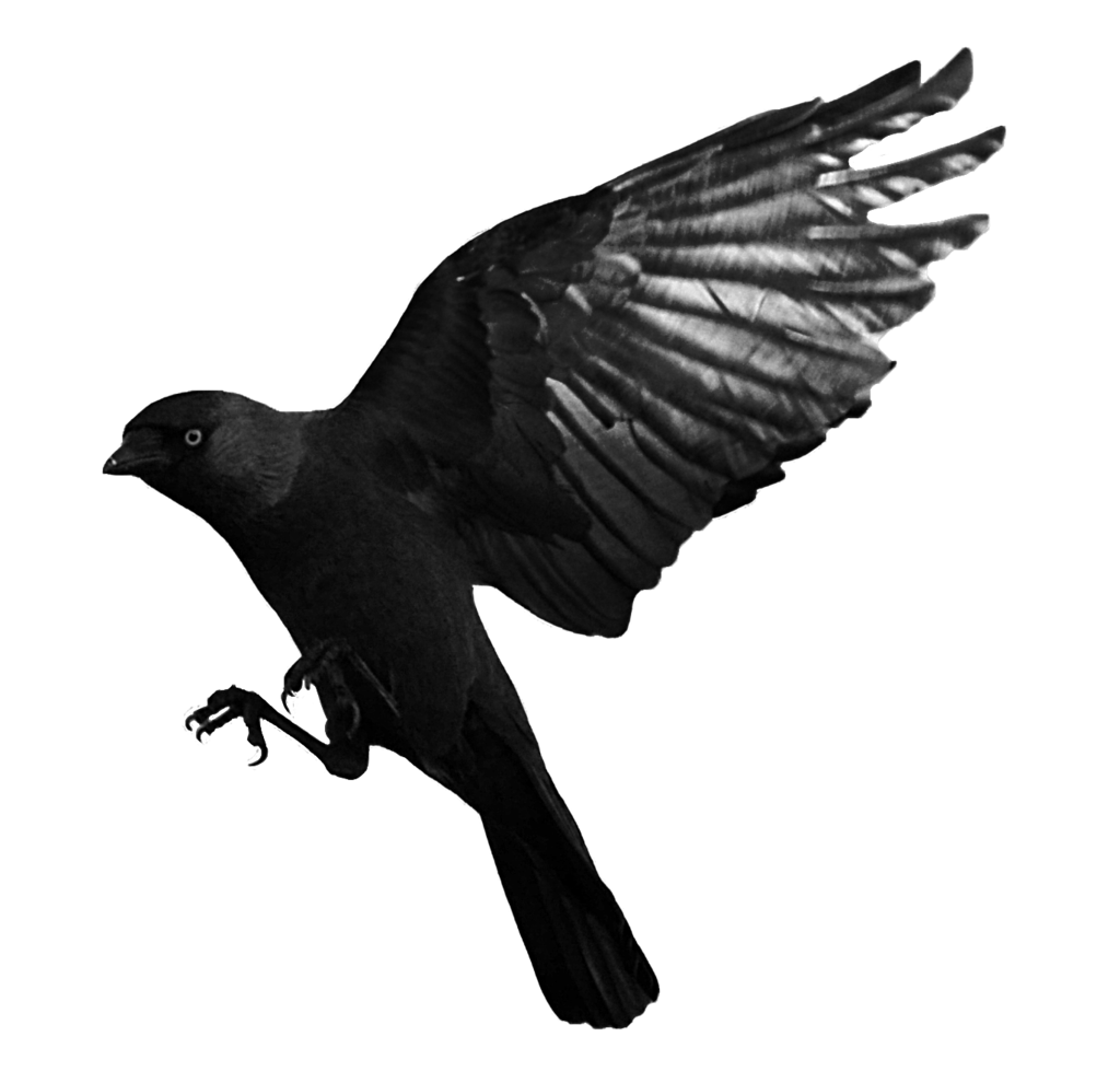 Raven Transparent PNG Image
