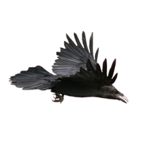 Raven Bird Transparent Backgr
