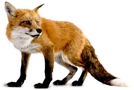 Download Png Image   Fox Png 6 1085 - Real Animal, Transparent background PNG HD thumbnail