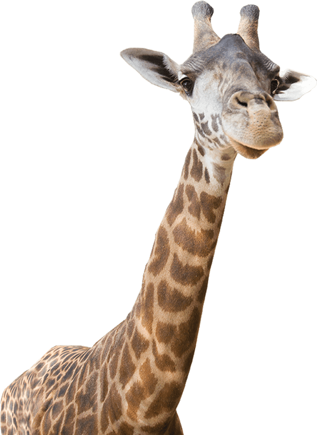 Giraffe - Real Animal, Transparent background PNG HD thumbnail