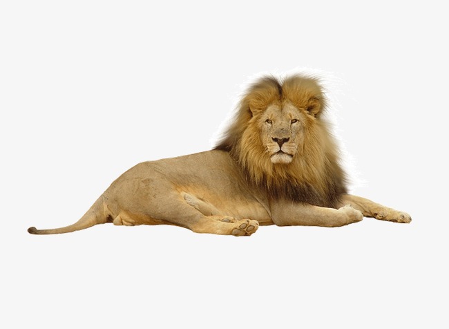 Real Animal Products, Lion, Product Kind, Animal Png Image And Clipart - Real Animal, Transparent background PNG HD thumbnail