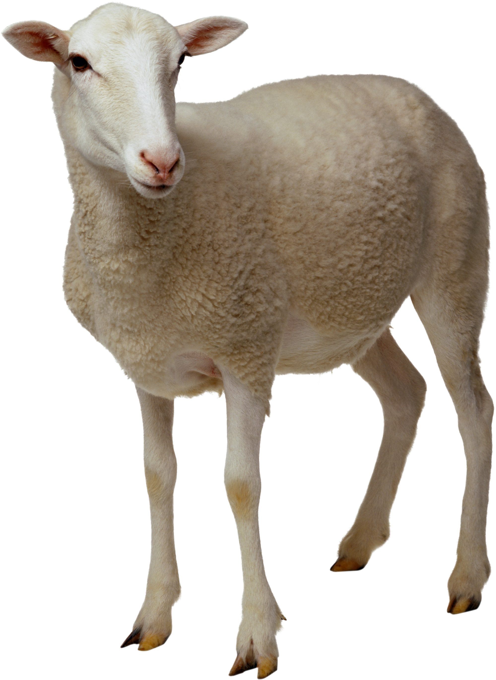 Sheep Png Image - Real Animal, Transparent background PNG HD thumbnail