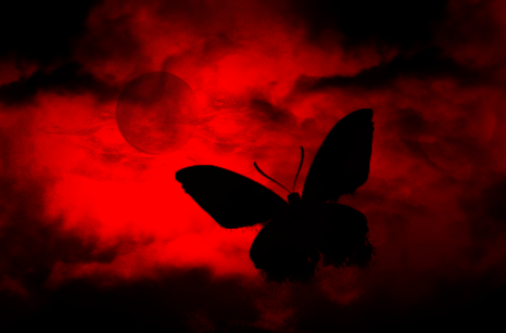 Black - Red And Black Butterfly, Transparent background PNG HD thumbnail