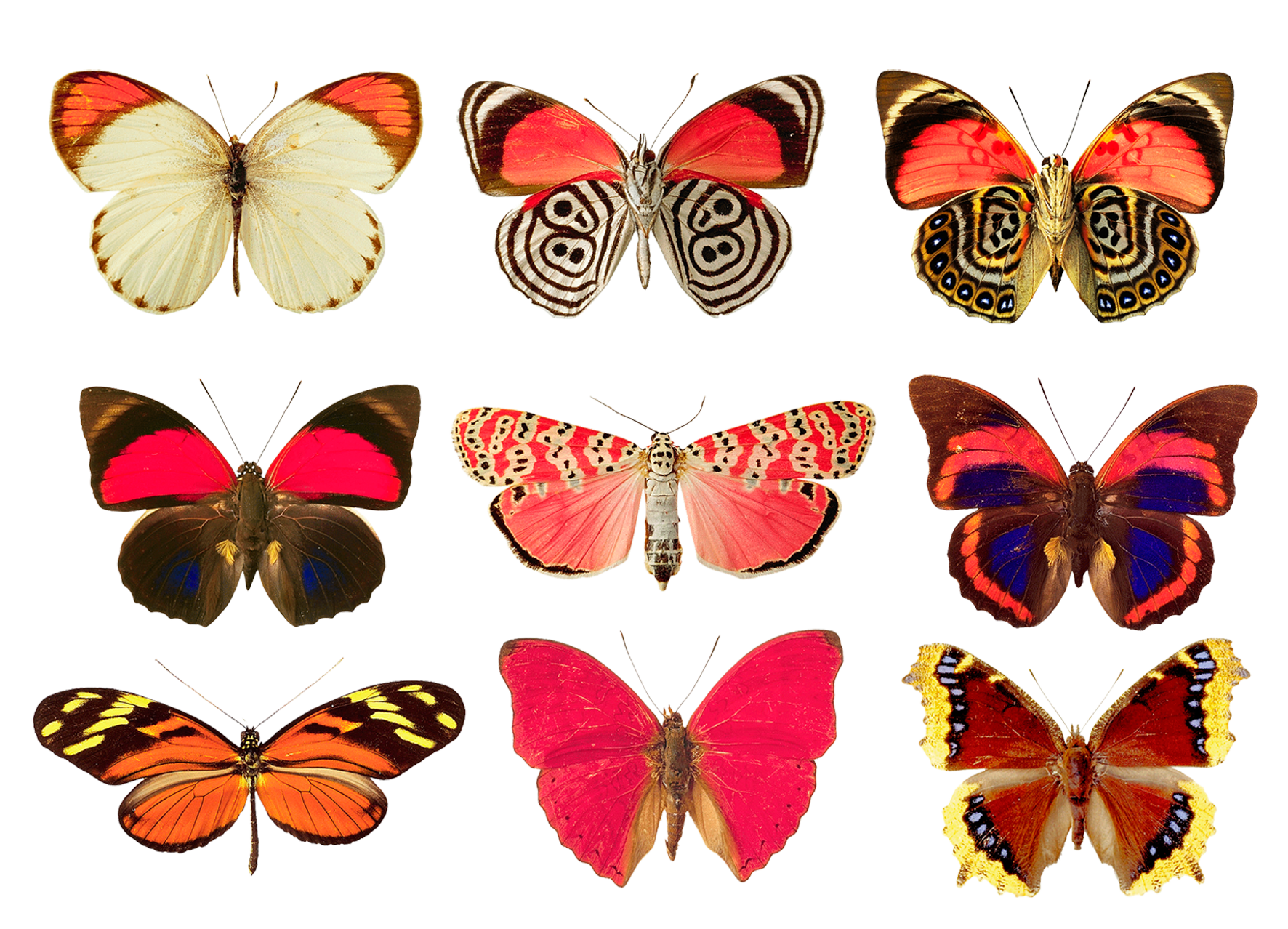 butterfly png | butterfly.png