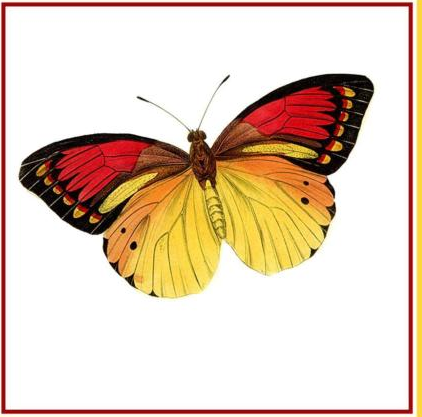 Butterfly · Colorful Gold Red And Black Butterfly - Red And Black Butterfly, Transparent background PNG HD thumbnail