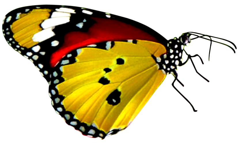 Download Png Balloon Image - Red And Black Butterfly, Transparent background PNG HD thumbnail