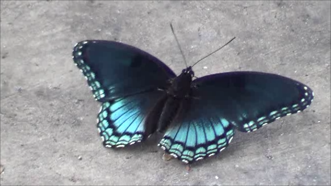 File:blue Black Butterfly.png - Red And Black Butterfly, Transparent background PNG HD thumbnail