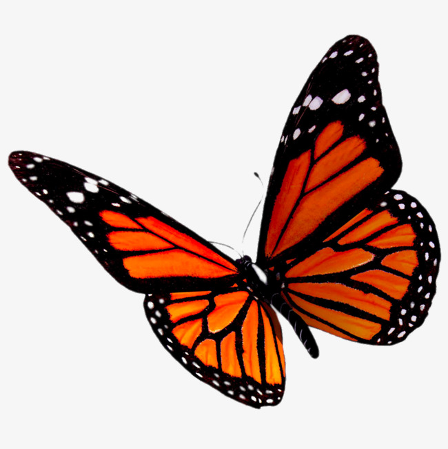 Orange Butterfly, Black Spots, Specimen, Creative Png Image And Clipart - Red And Black Butterfly, Transparent background PNG HD thumbnail