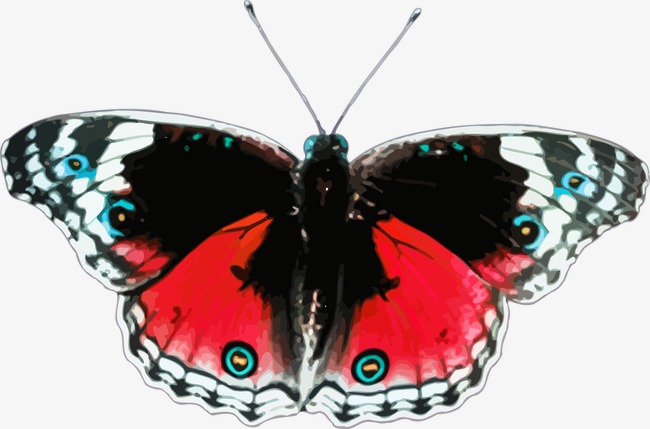Red And Black Butterfly Vector, Butterfly, Red, Black Png And Vector - Red And Black Butterfly, Transparent background PNG HD thumbnail