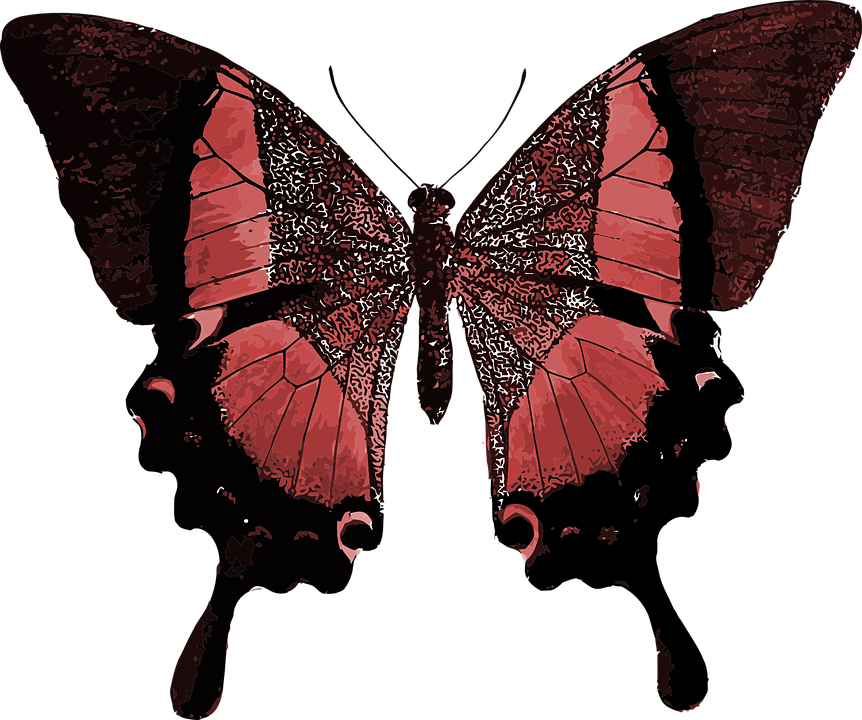 butterfly, Black Butterfly, R