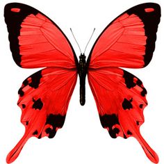 tropical butterfly image, red