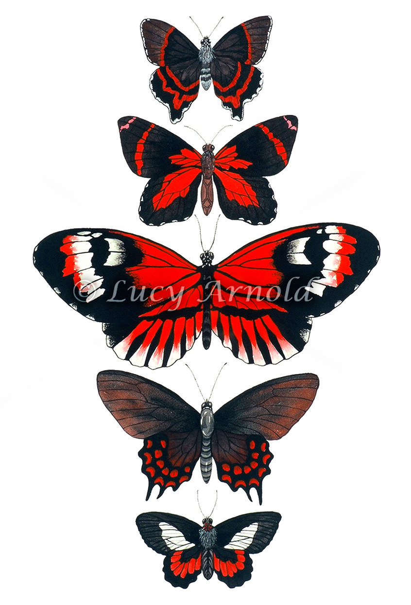 Red, White, Black - Red And Black Butterfly, Transparent background PNG HD thumbnail