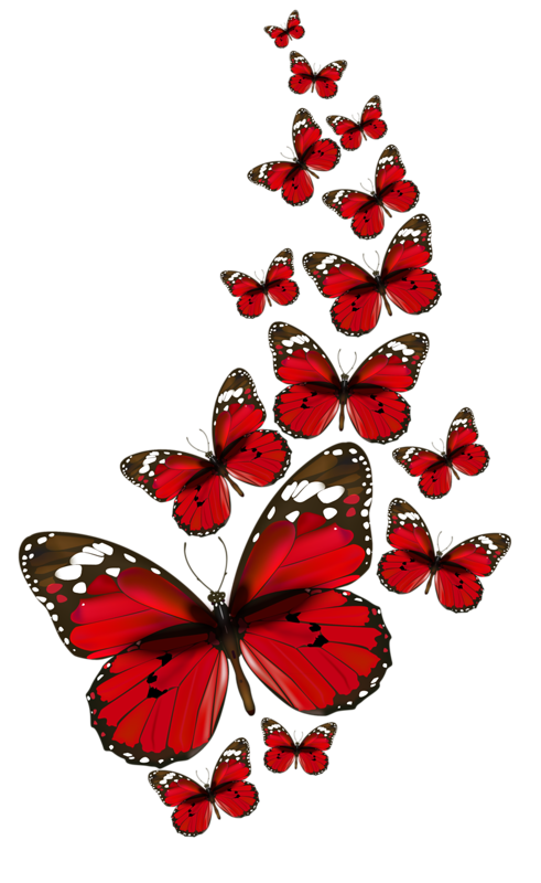 Twitter. Butterfly Imagesred Butterflybutterfly Black Hdpng.com  - Red And Black Butterfly, Transparent background PNG HD thumbnail