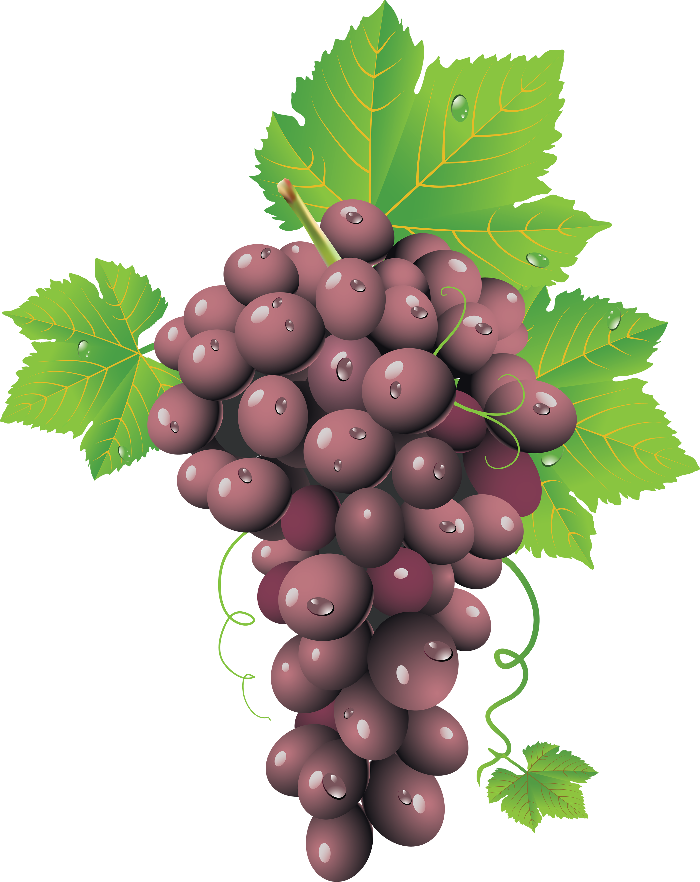 Red Grape Png Image - Grape, Transparent background PNG HD thumbnail