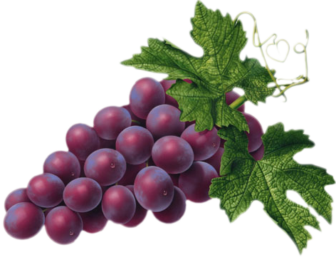 Red Grape Png Picture - Grape, Transparent background PNG HD thumbnail