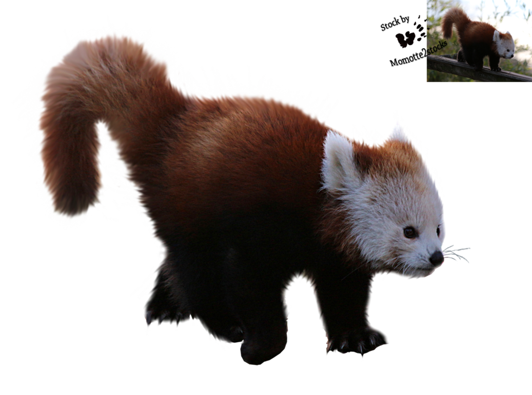 Cut Out Stock Png 96   Walking Red Panda By Momotte2Stocks On Deviantart - Red Panda, Transparent background PNG HD thumbnail