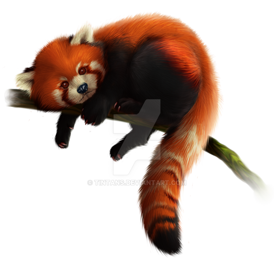 Download Red Panda Png Images Transparent Gallery. Advertisement - Red Panda, Transparent background PNG HD thumbnail