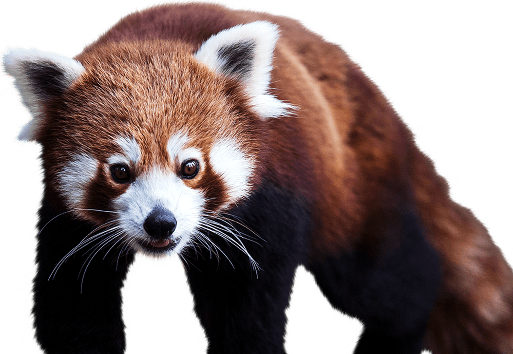 Red Panda - Red Panda, Transparent background PNG HD thumbnail