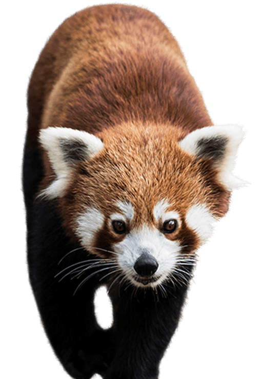 Red Panda Encounter - Red Panda, Transparent background PNG HD thumbnail