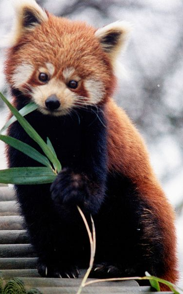 Red Panda.png - Red Panda, Transparent background PNG HD thumbnail