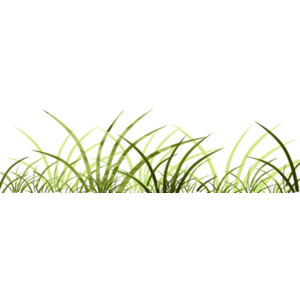 Behind The Reeds By Tinette (9).png - Reeds, Transparent background PNG HD thumbnail