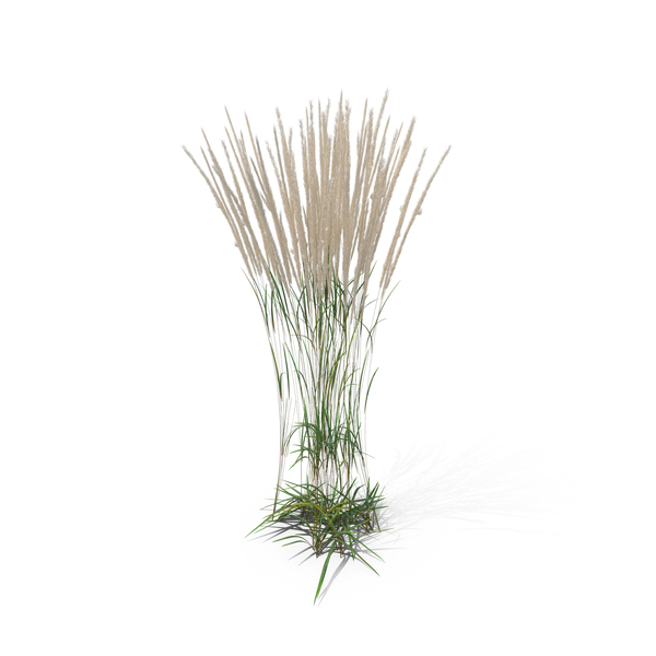 Grass, Reed, Isolated, Green,