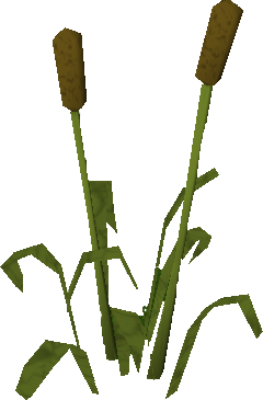 reed, Aquatic, Plant, Grass P