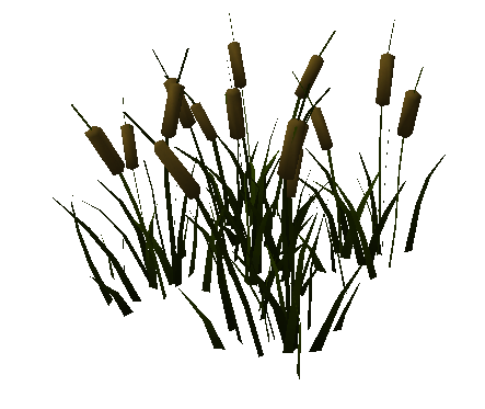 reed, Reed, Plant, Decoration