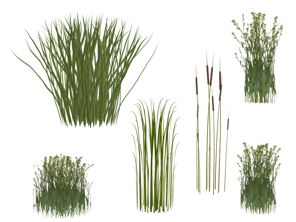 Grass, Reed, Isolated, Green, Grasses - Reeds, Transparent background PNG HD thumbnail