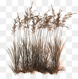 Reed, Aquatic, Plant, Grass Png Image - Reeds, Transparent background PNG HD thumbnail