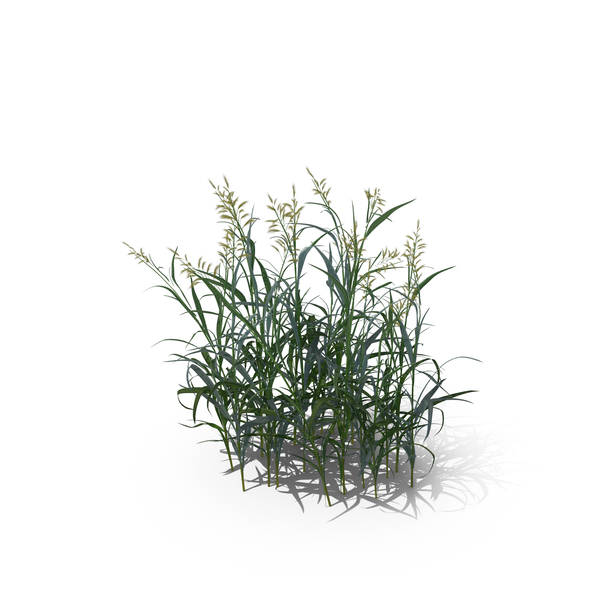 Reed Canary Grass (Phalaris Arundinacea) - Reeds, Transparent background PNG HD thumbnail