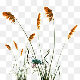 Reed, Reed, Painted Reed, Photos Reed Png Image - Reeds, Transparent background PNG HD thumbnail