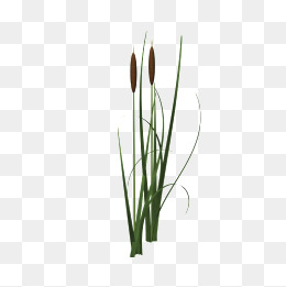 Reed, Reed, Plant, Decoration Png Image - Reeds, Transparent background PNG HD thumbnail