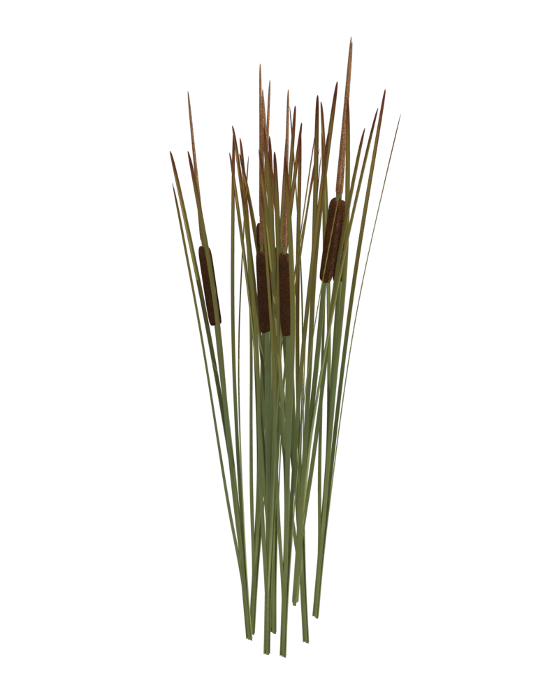 Reedmace By Thirteenthguest Reedmace By Thirteenthguest - Reeds, Transparent background PNG HD thumbnail