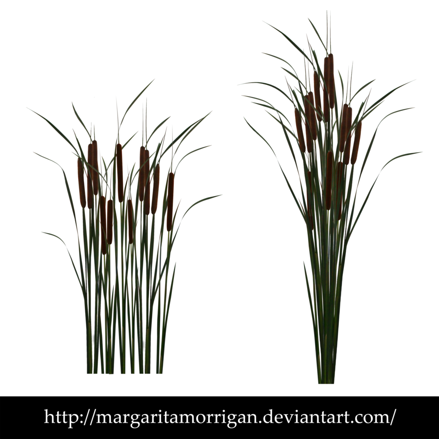 reed, Reed, Plant, Decoration