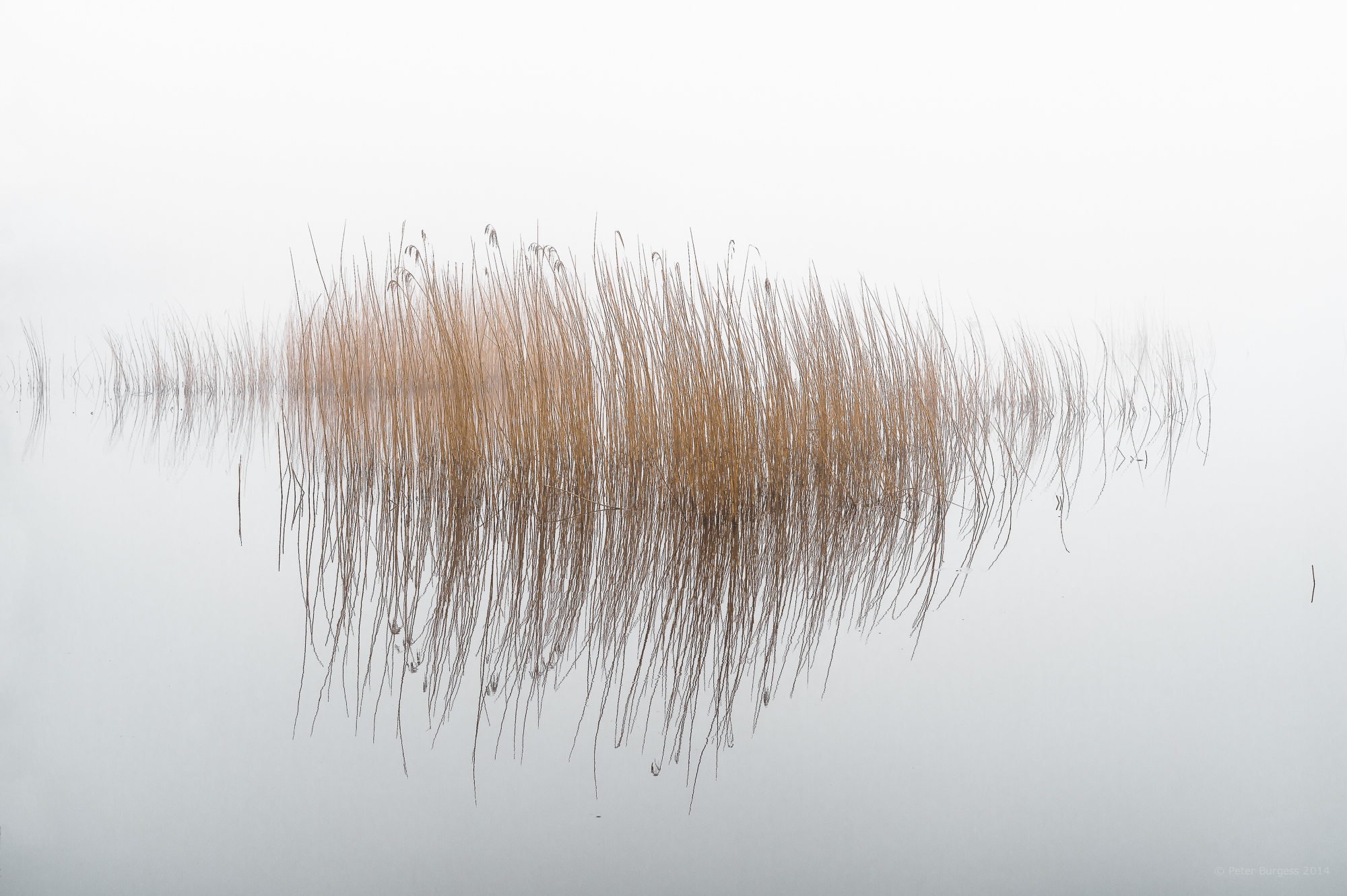 Reeds_In_The_Mist - Reeds, Transparent background PNG HD thumbnail