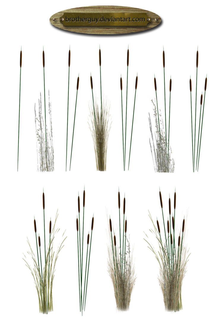 reed, Aquatic, Plant, Grass P