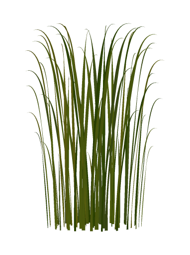 Grass, Reed, Isolated, Green,