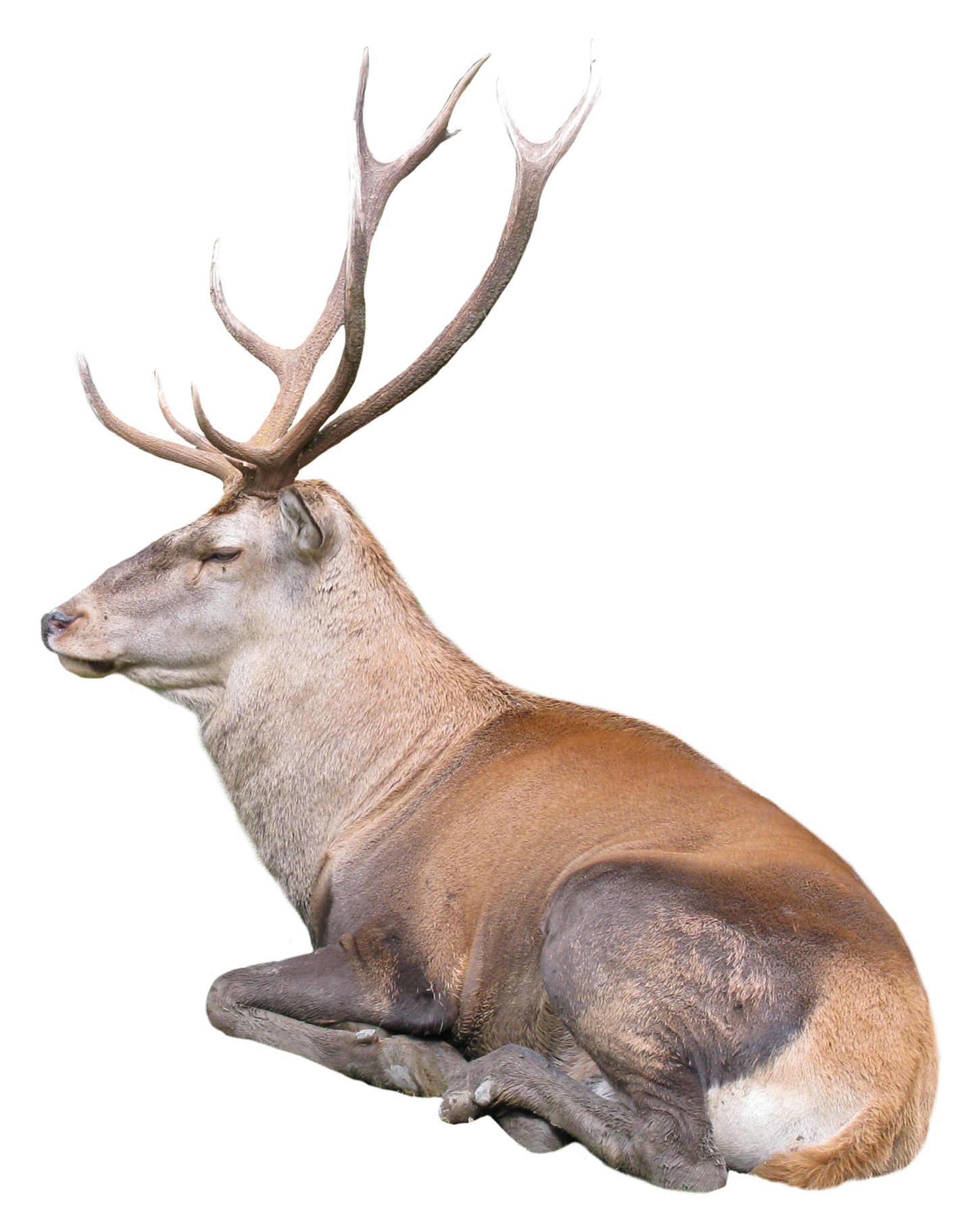 Similar Reindeer PNG Image