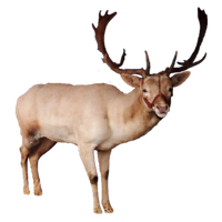 Christmas Reindeer Icon image