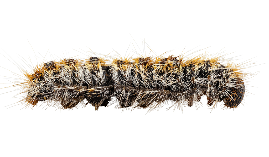 Research Could Help End Foal Deaths Caused By Caterpillars - Caterpillar, Transparent background PNG HD thumbnail