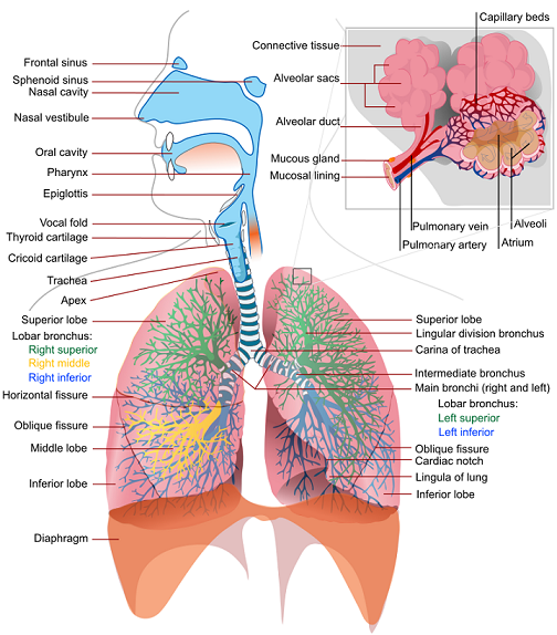 Respiratory System Png Hd Hdpng.com 504 - Respiratory System, Transparent background PNG HD thumbnail