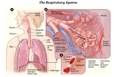 Human Respiratory System Nih.png - Respiratory System, Transparent background PNG HD thumbnail