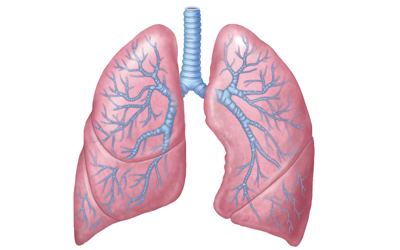 Lungs Free Png Image - Respiratory System, Transparent background PNG HD thumbnail