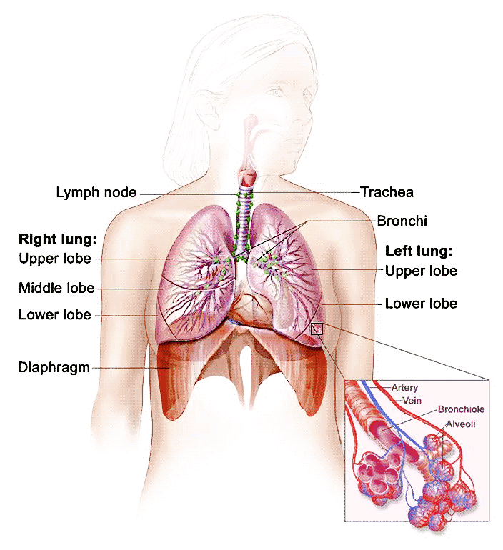 Png Respiratory System - Respiratory System, Transparent background PNG HD thumbnail