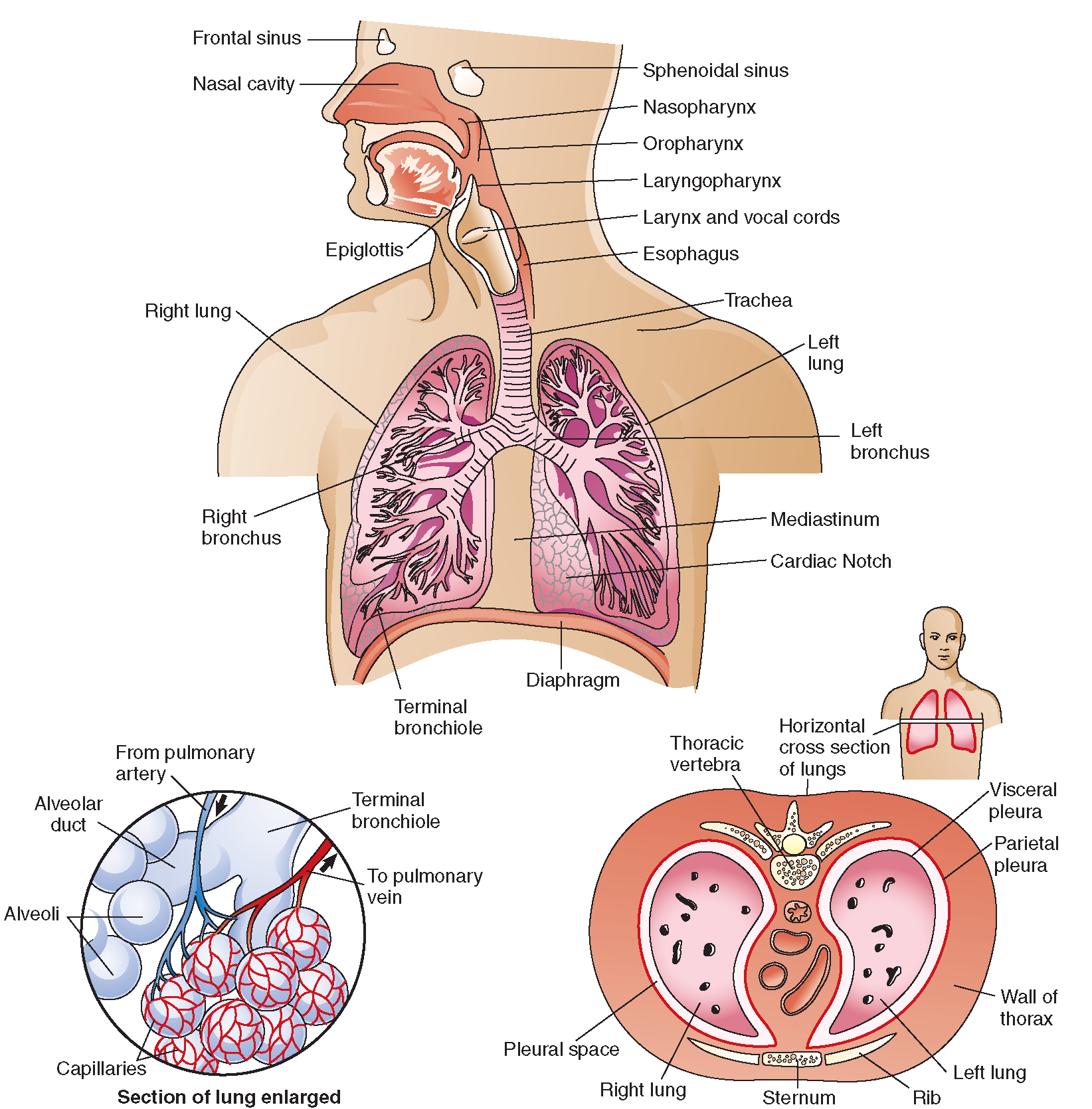 Structure Of Lungs And Esophagus Hd Pics The Respiratory System (Structure And Function) ( - Respiratory System, Transparent background PNG HD thumbnail