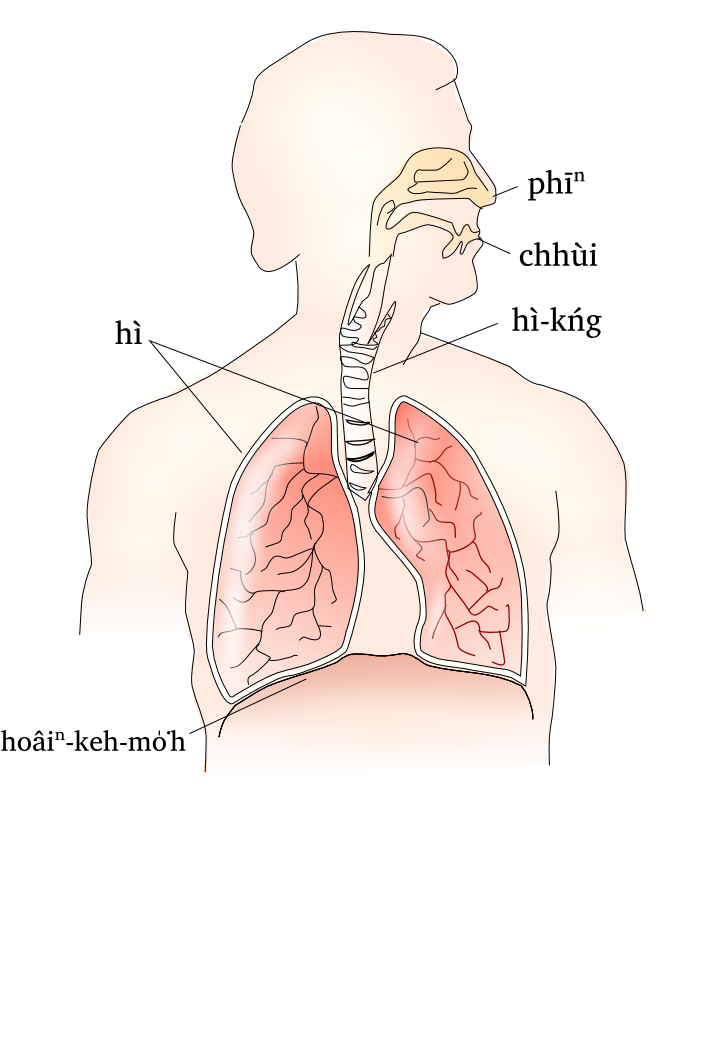 Tóng Àn:respiratory System.png   Png Respiratory System - Respiratory System, Transparent background PNG HD thumbnail