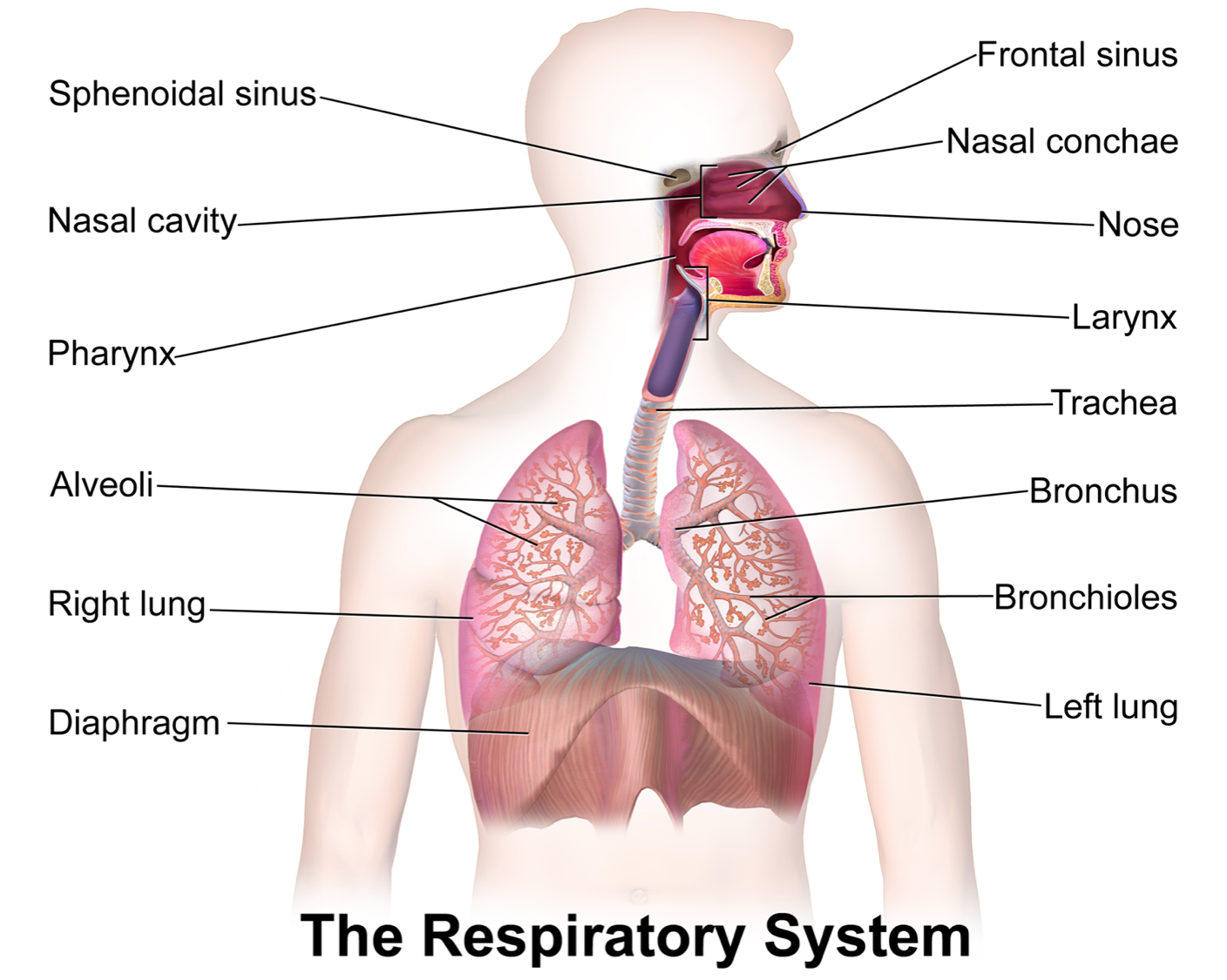 View Original Image At Full Size - Respiratory System, Transparent background PNG HD thumbnail